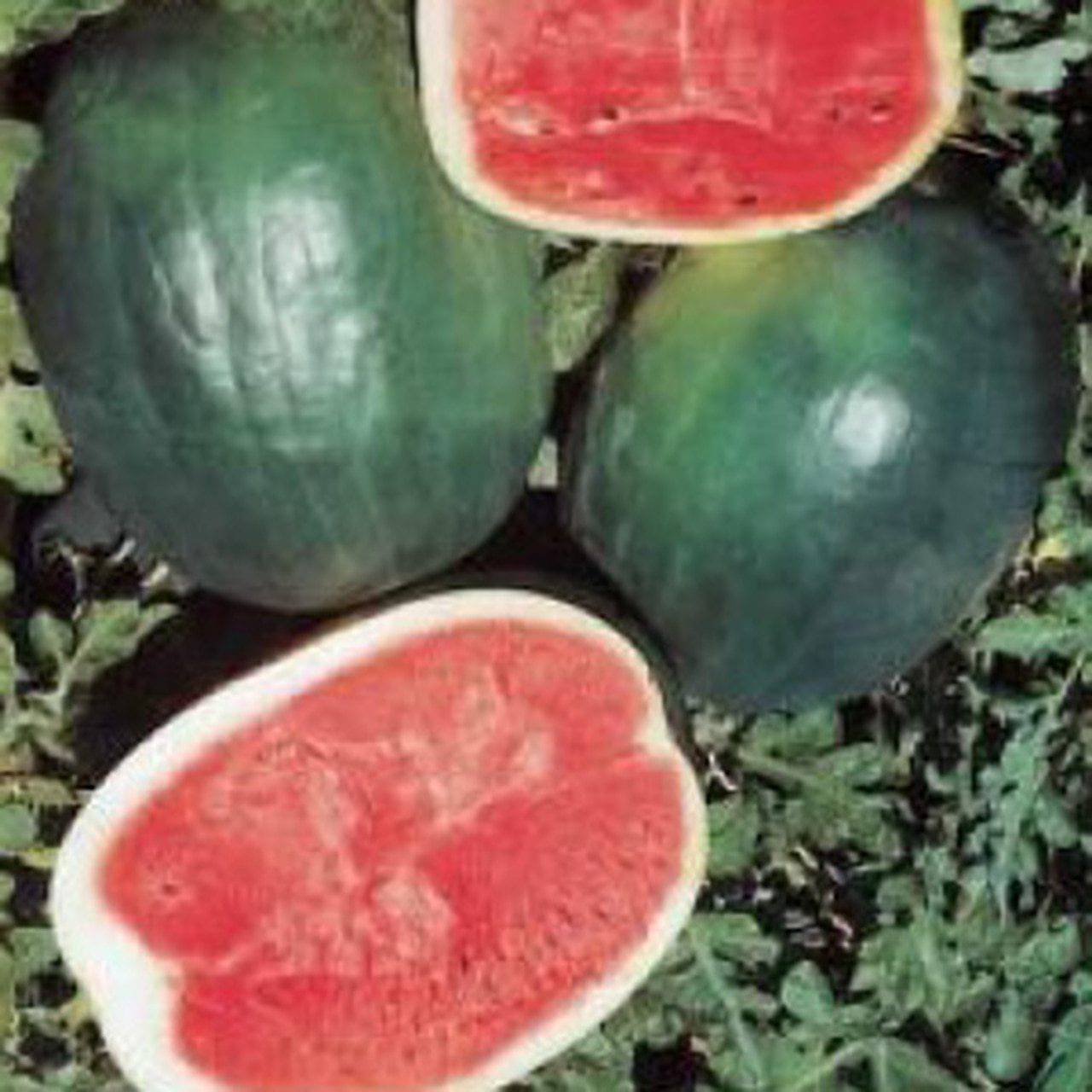 Black Diamond Watermelon