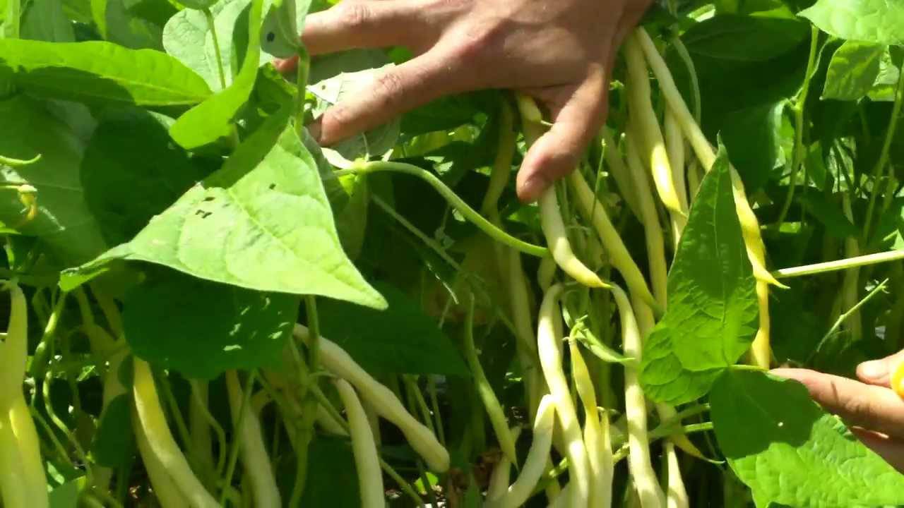 Yellow Wax Bean