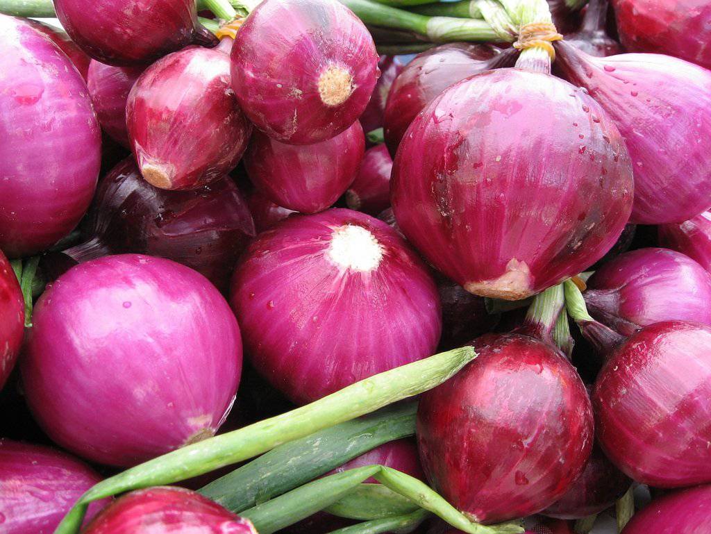 Red Grano Short Day Onion