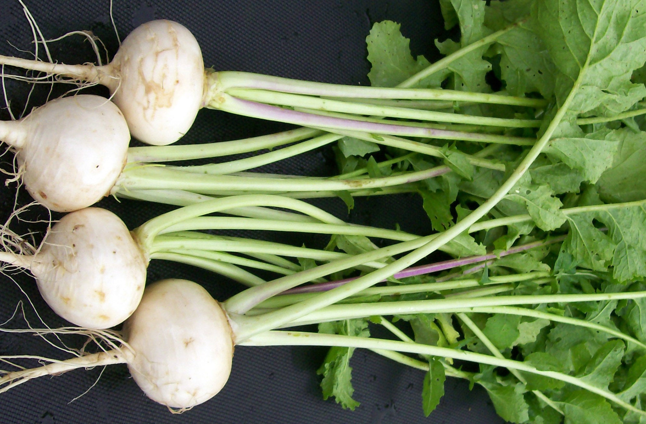 White egg heirloom turnip