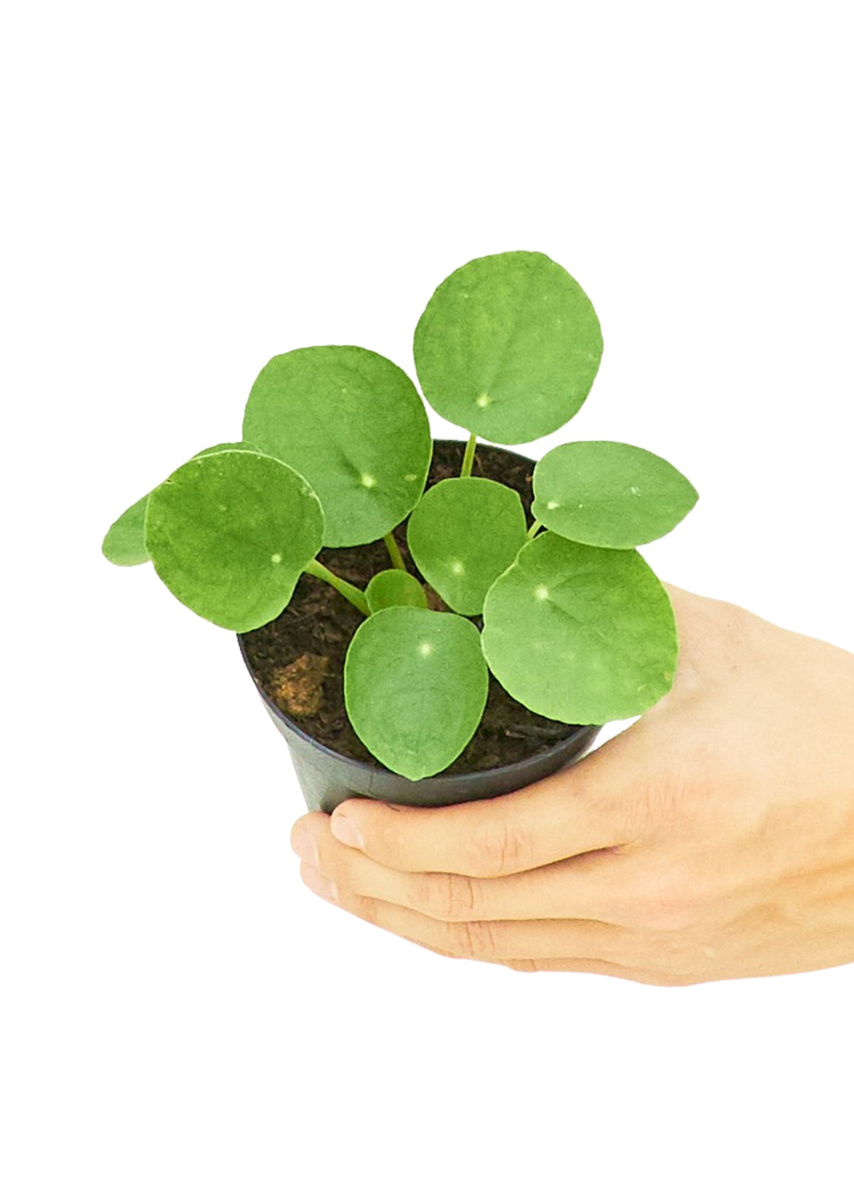 Pilea Plant, Small