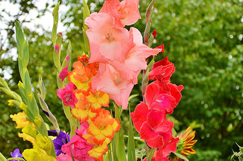 Birth Flower of August - Gladiolus