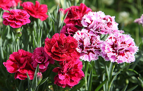 Birth Flower of January - Carnations