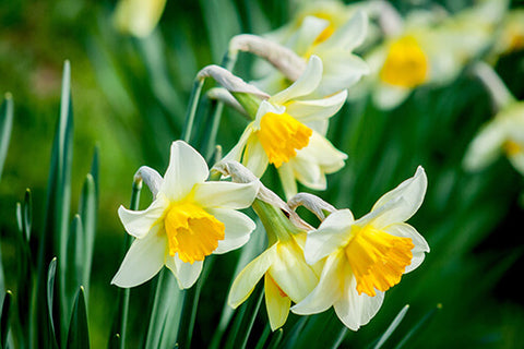 Birth Flower of March - Daffodils