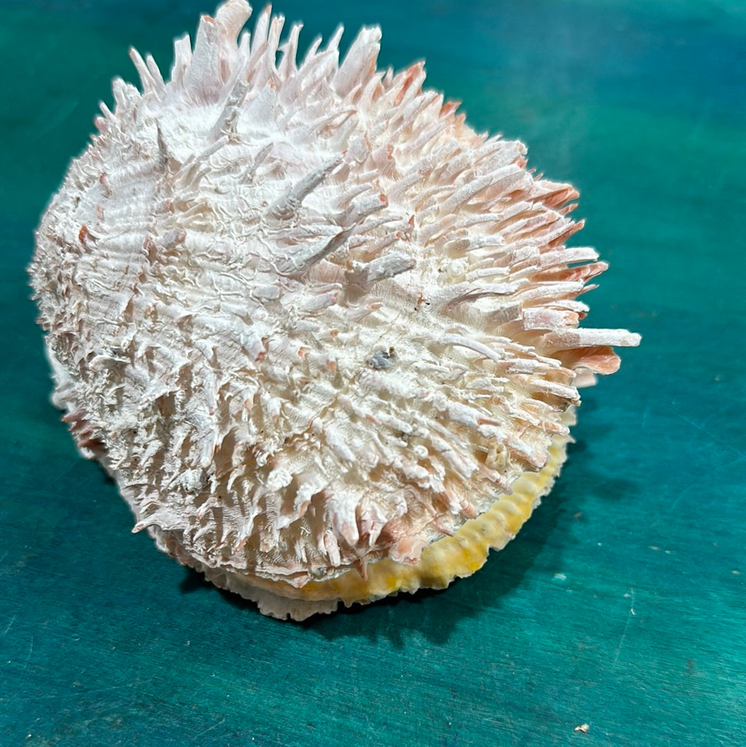 Spondylus Shell Pair - Exact Shell Shown