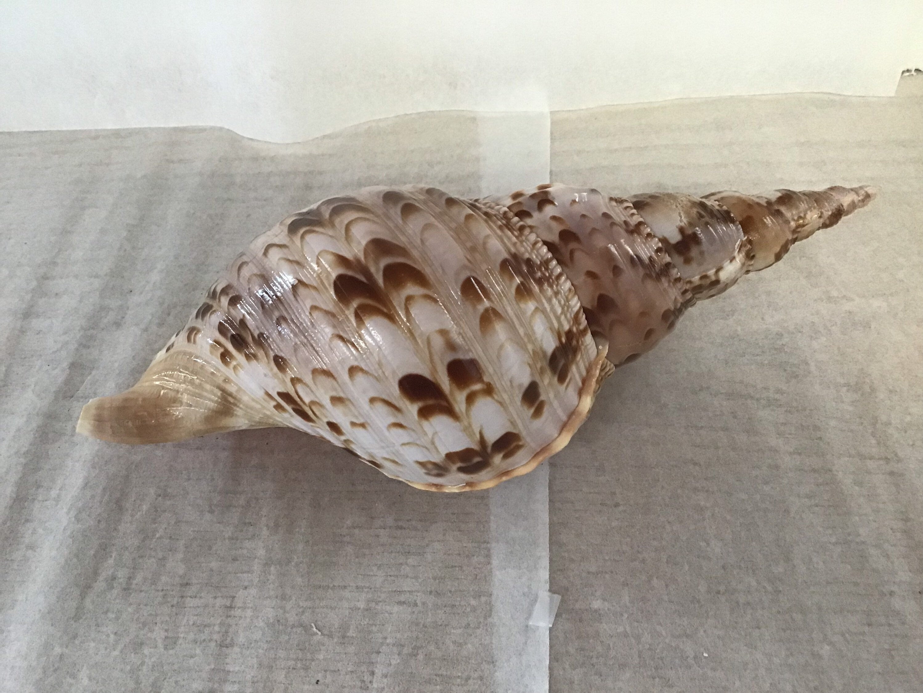 Giant Triton Charonia Tritonis Shell