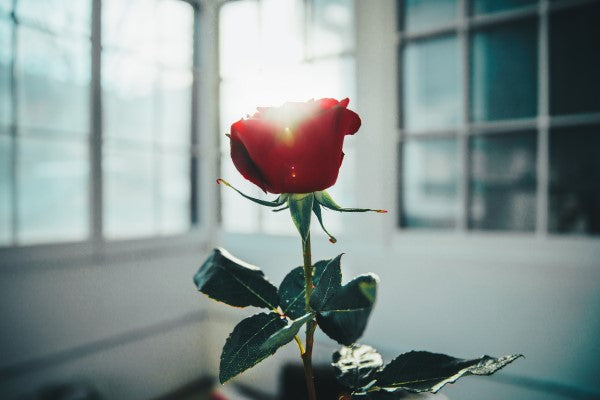 red-rose-in-window-light