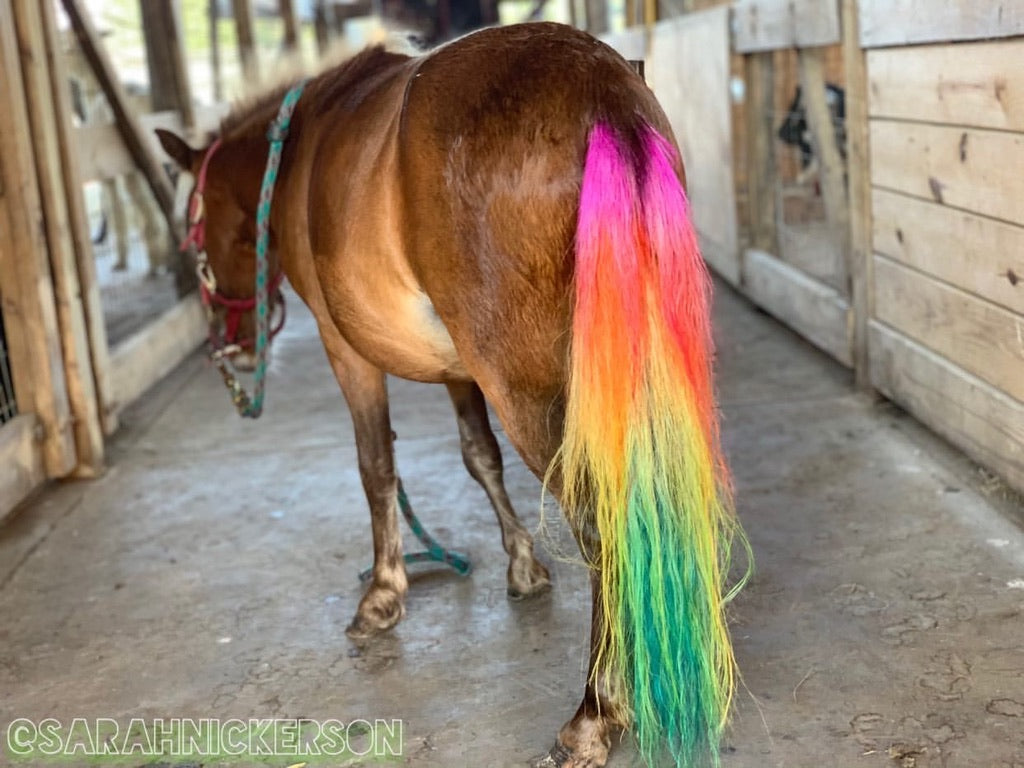 creative grooming with pet safe dye