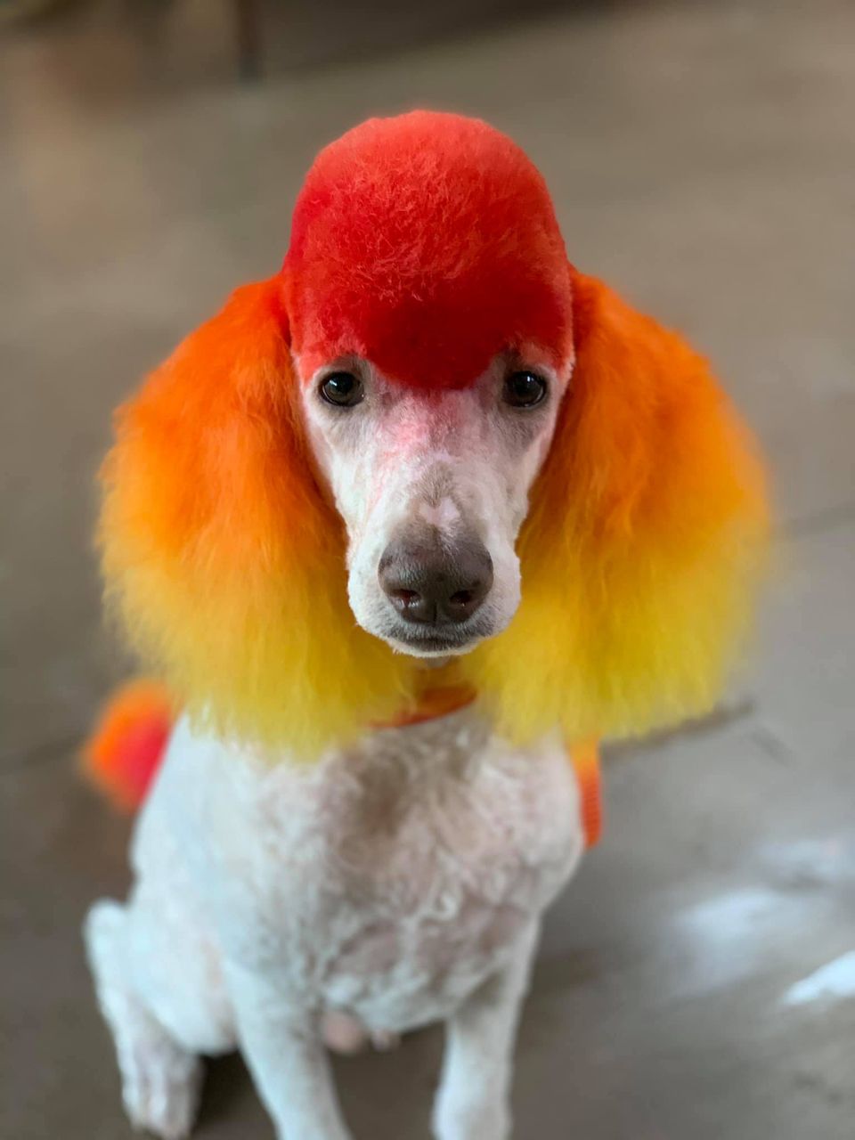 toilettage créatif avec une teinture sans danger pour les chiens