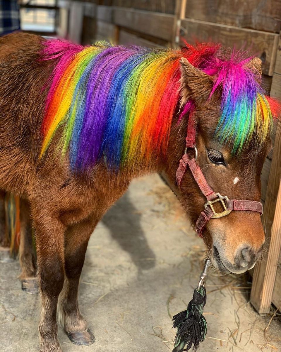 Aseo creativo con tinte seguro para caballos.