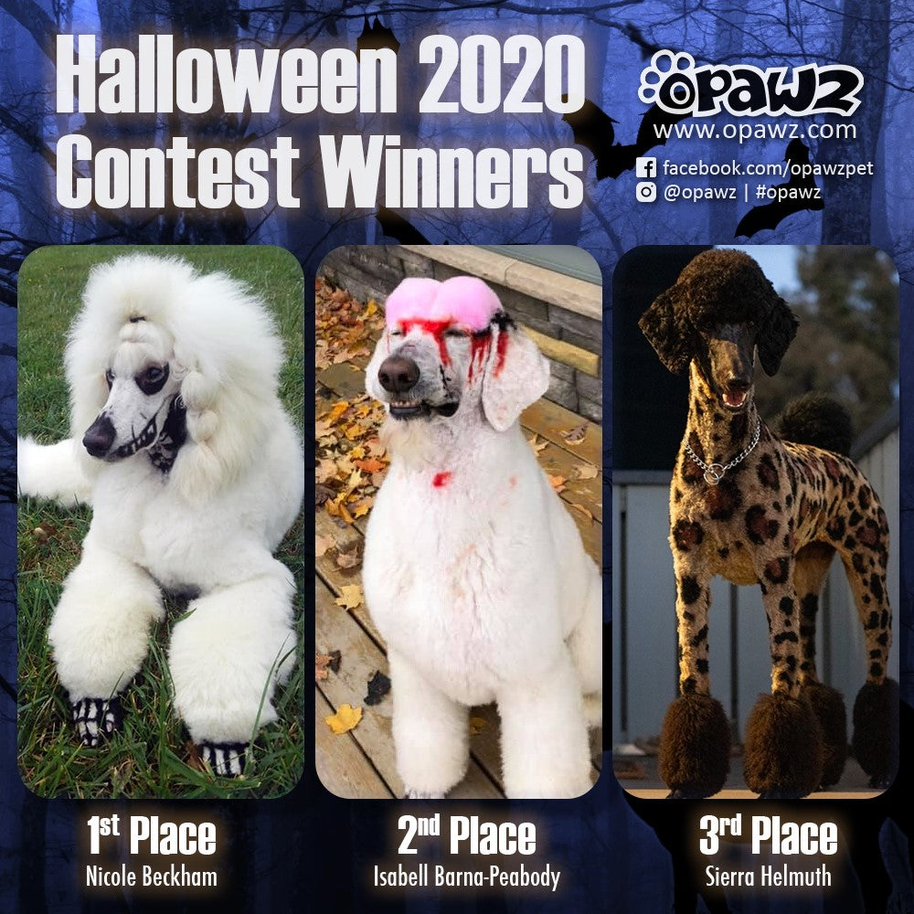 toilettage de chien pour Halloween