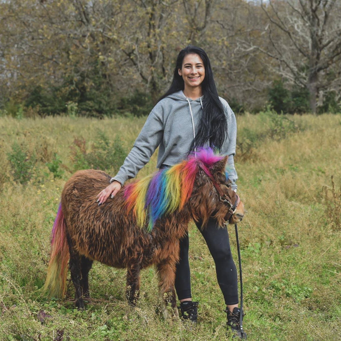 toilettage créatif des chevaux