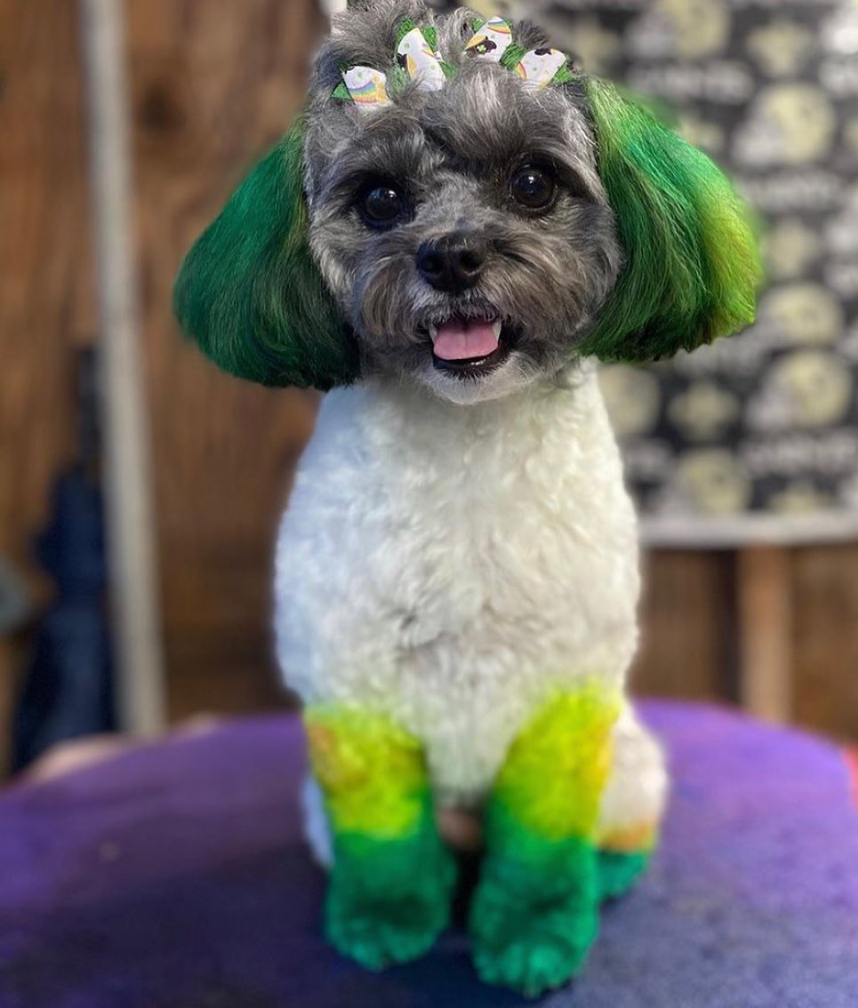 safe dog dye creative pet grooming