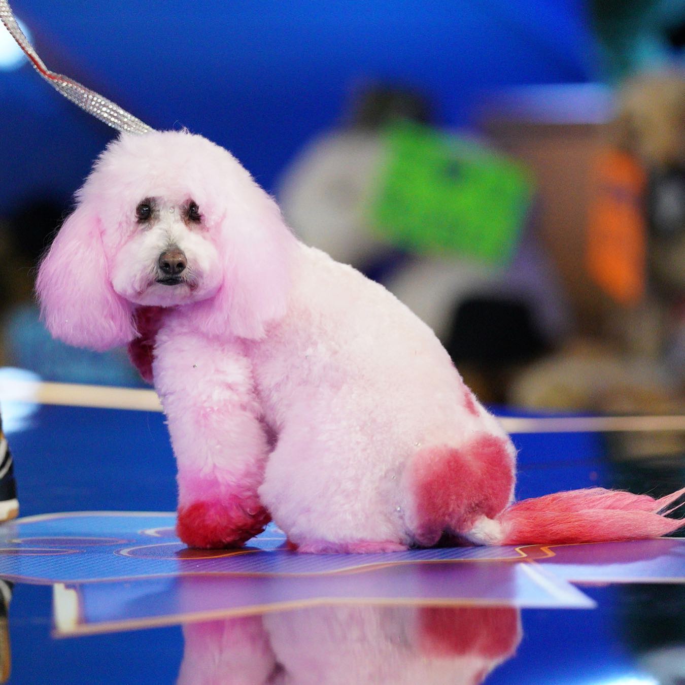 safe pet dye for creative dog grooming contest