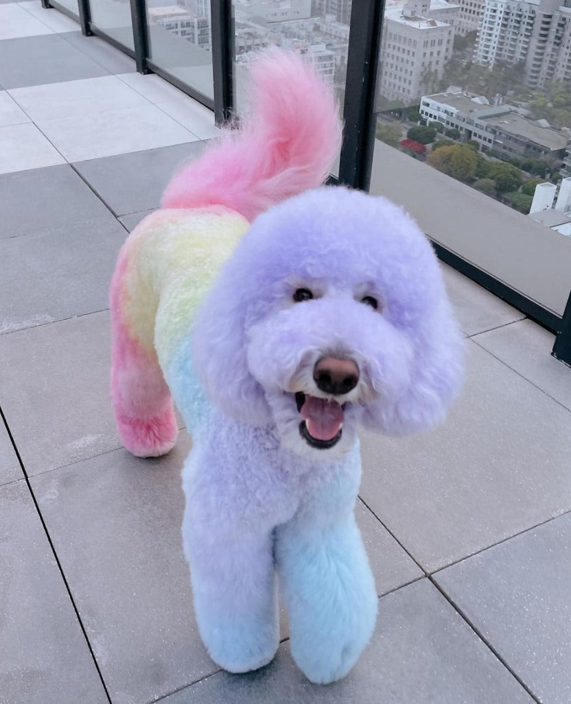 toilettage sécuritaire des colorants pour animaux de compagnie