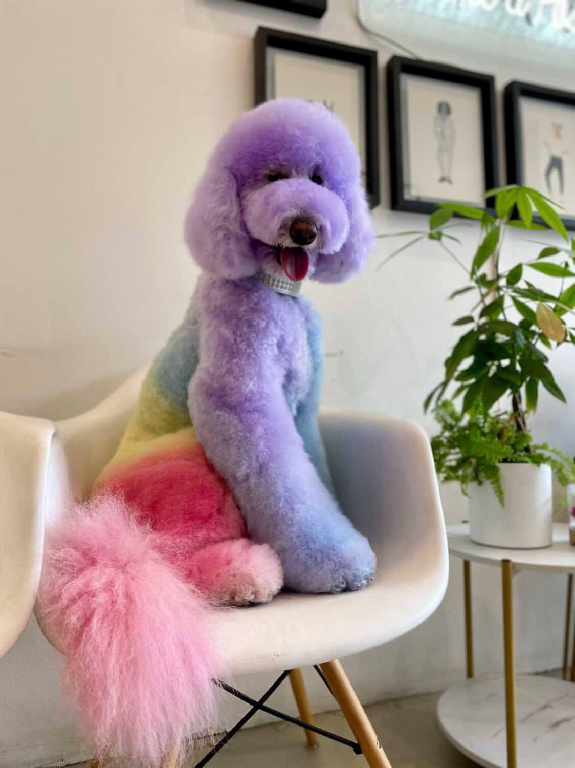 teinture pour animaux de compagnie sûre pour un concours créatif de toilettage pour chiens