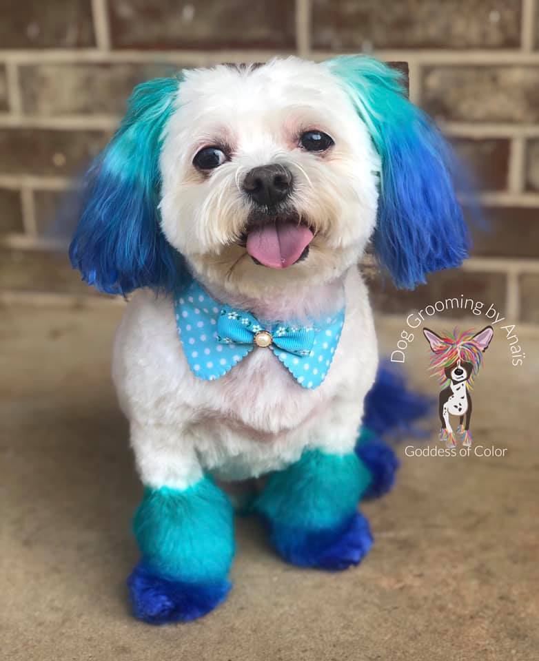 toilettage sécuritaire des colorants pour animaux de compagnie