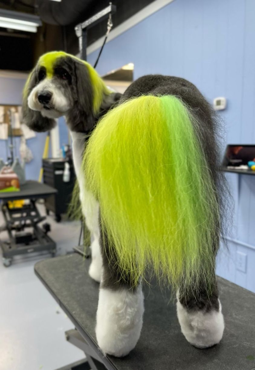 creative dog grooming