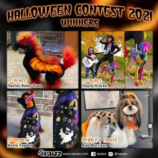 creative dog grooming contest