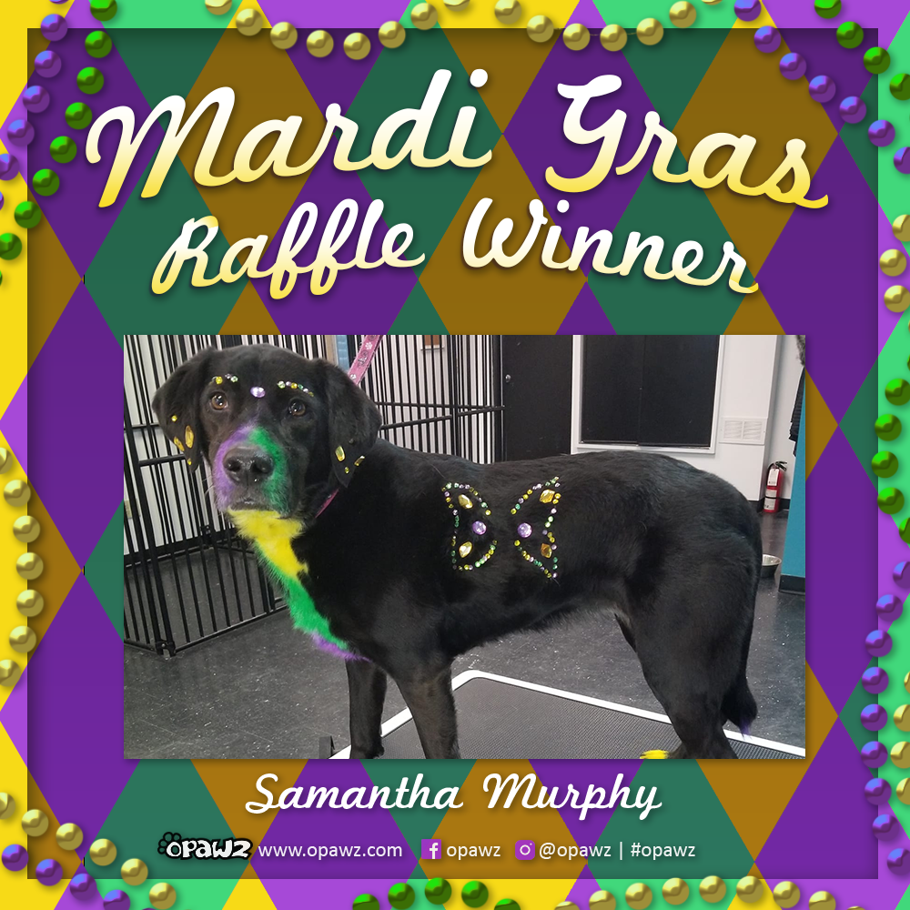 opawz grooming contest for creative grooming