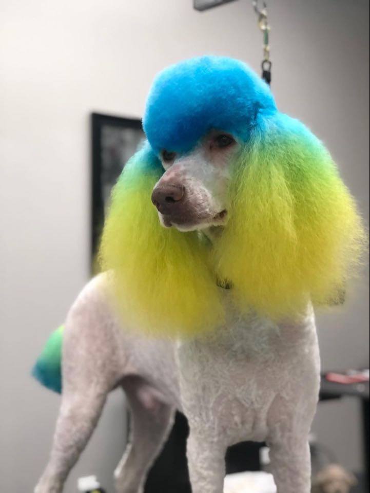 creative grooming with dog safe dye