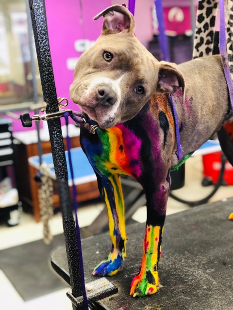 teinture pour poils d'animaux sans danger pour un toilettage créatif de votre chien