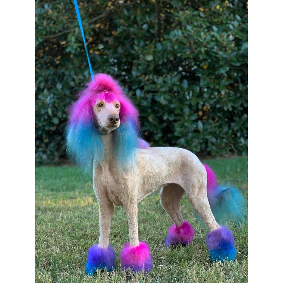 toilettage créatif avec une teinture sans danger pour les chiens