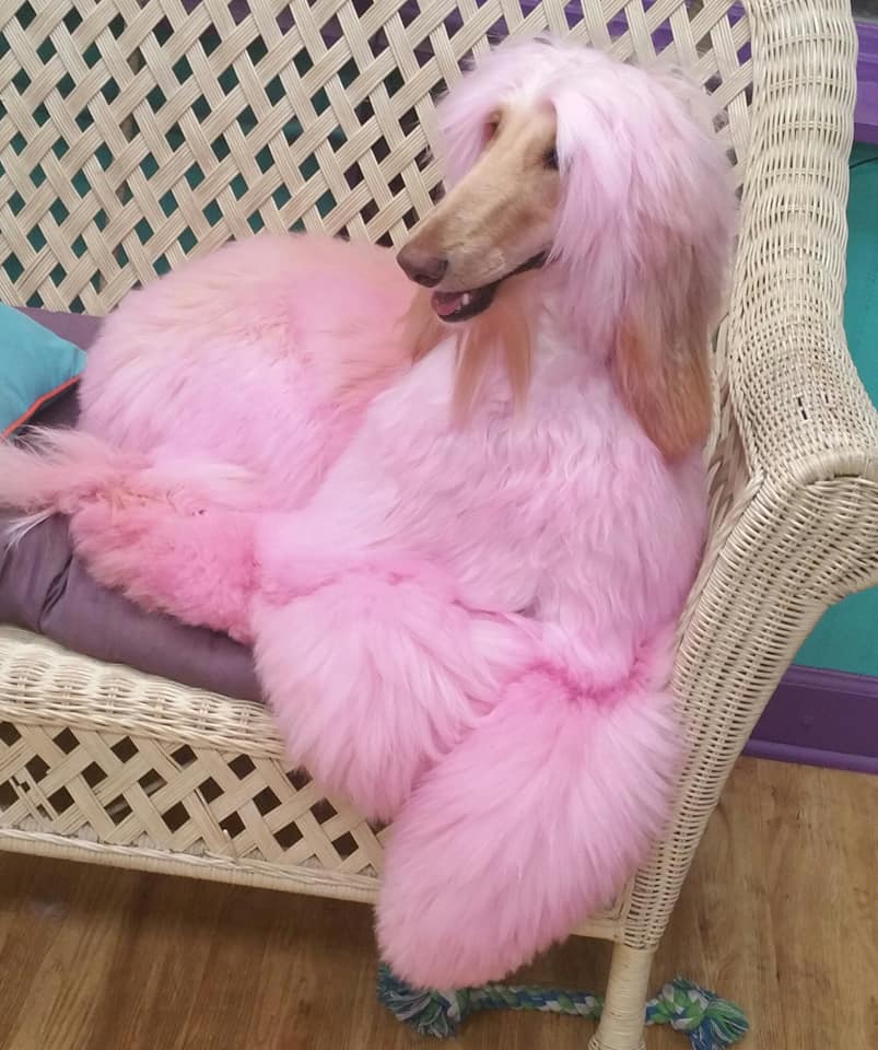 champú de color para mascotas peluquería canina