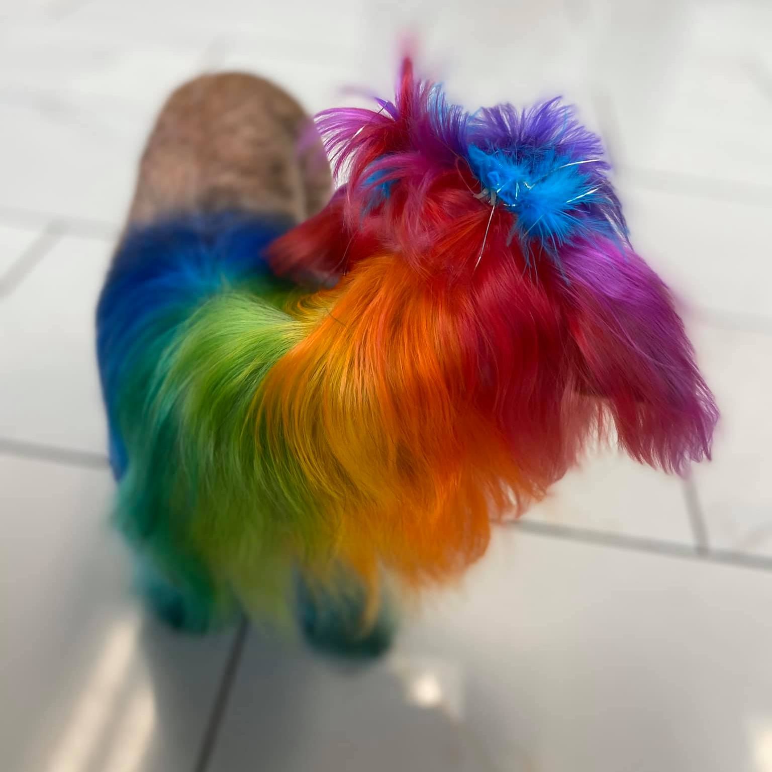 toilettage créatif avec une teinture sans danger pour les chiens