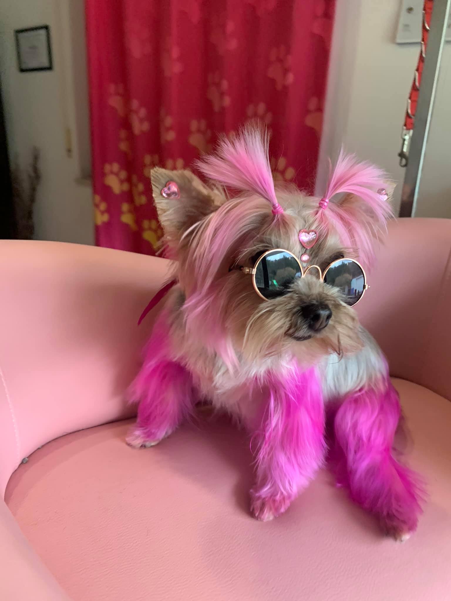 concours de toilettage créatif teinture pour chien sûre toilettage créatif pour animaux de compagnie