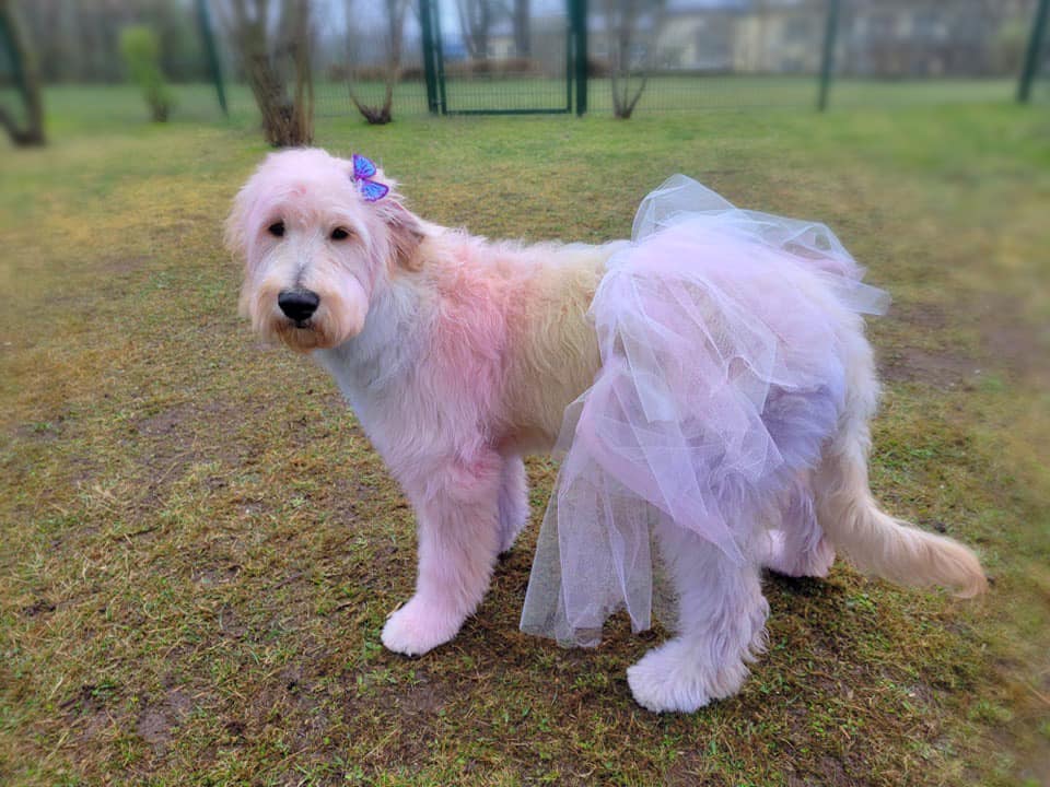 tinte para perros seguro