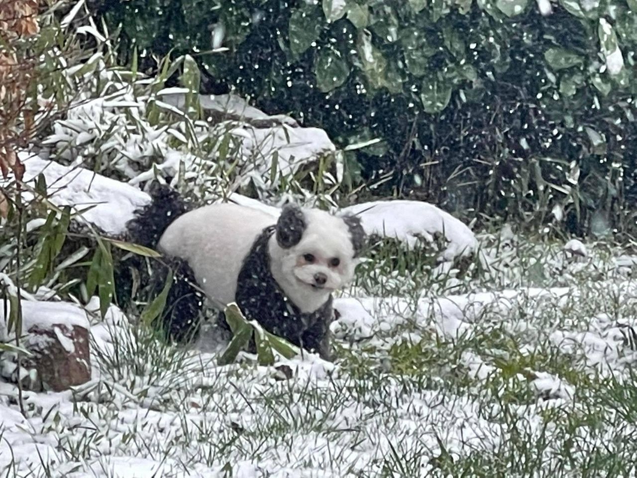 tinte para el pelo de mascotas seguro para el cuidado canino