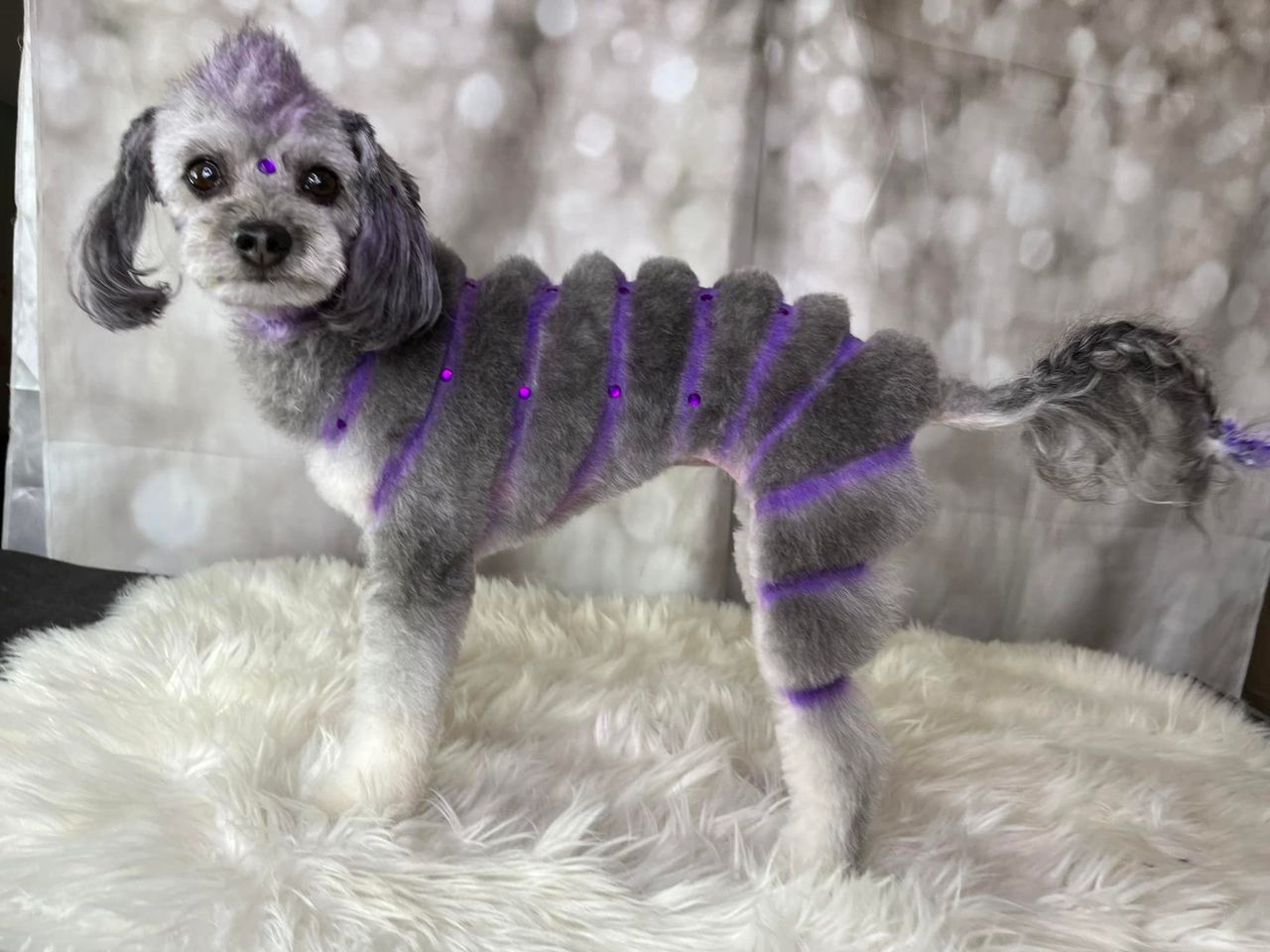 Concurso de peluquería canina con tinte seguro para mascotas.