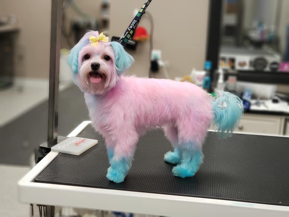 teinture pour chien en toute sécurité toilettage créatif pour animaux de compagnie