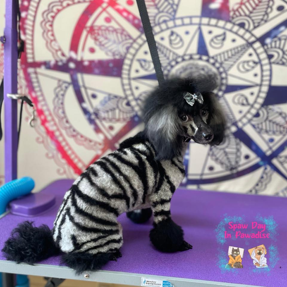 teinture pour animaux de compagnie sûre pour un concours créatif de toilettage pour chiens