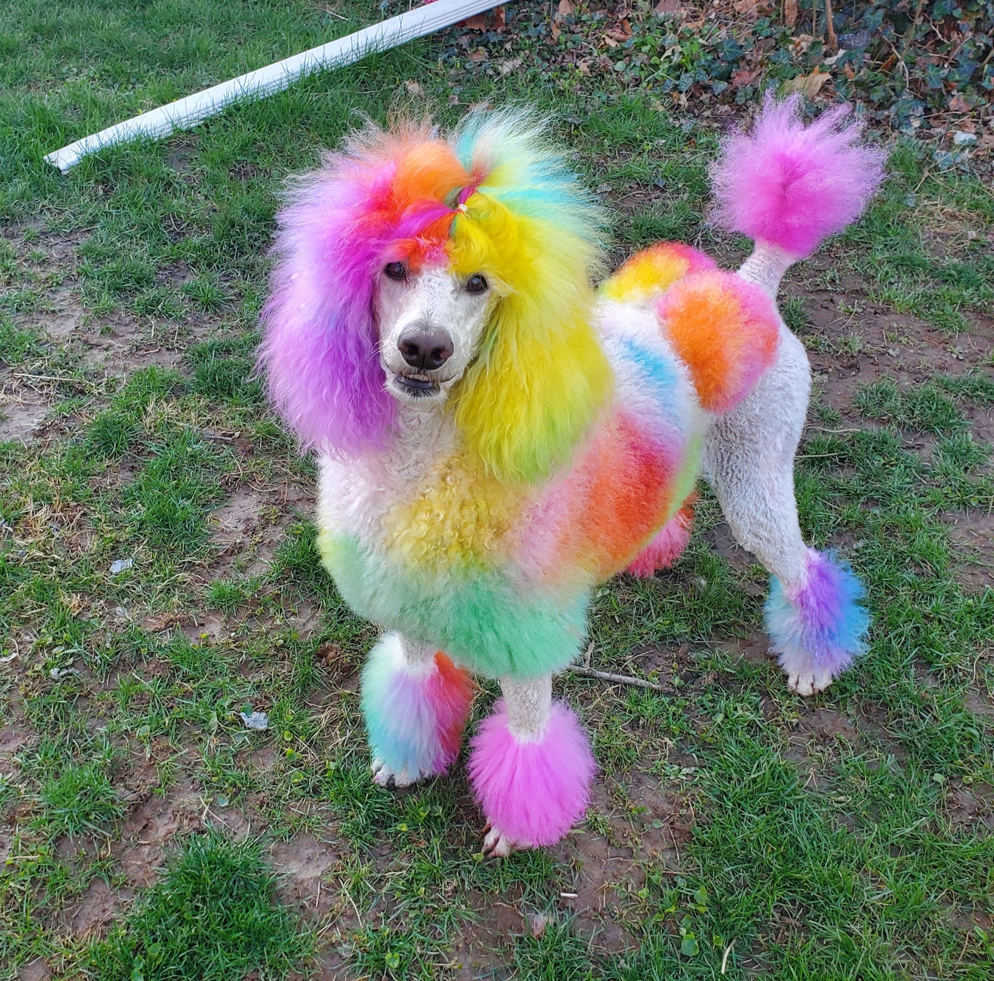 tinte para el cabello seguro para animales peluquería canina