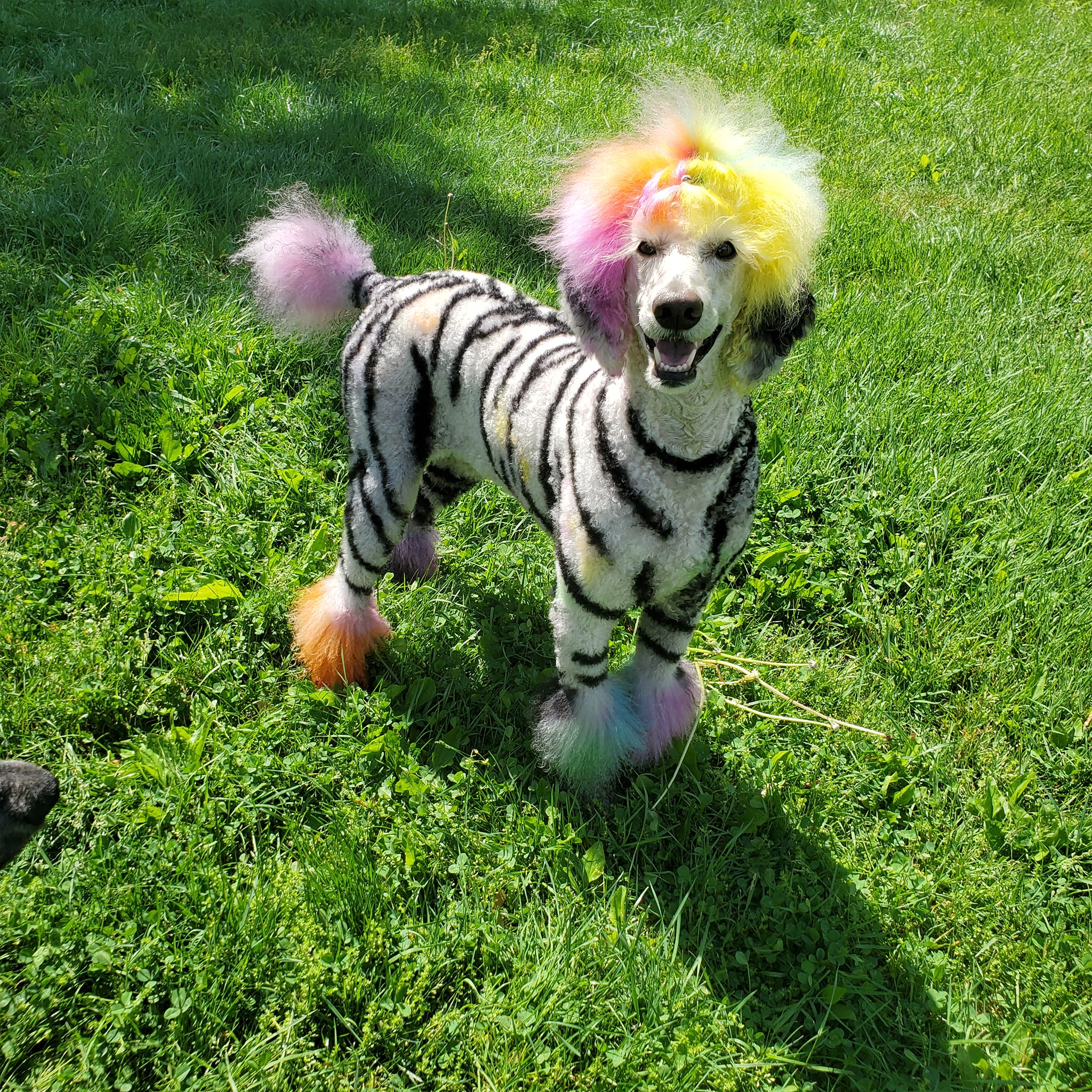 safe dog dye for creative grooming