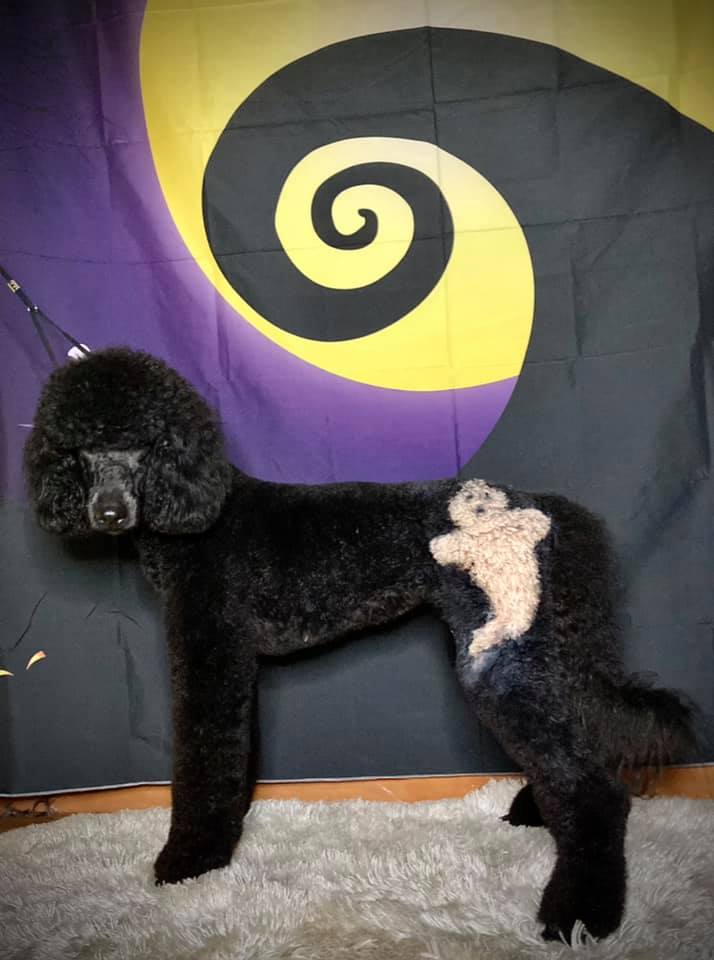 toilettage sécuritaire des colorants pour animaux de compagnie