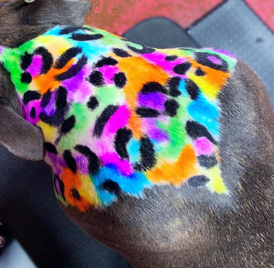 teinture pour poils d'animaux sans danger pour le toilettage des chiens