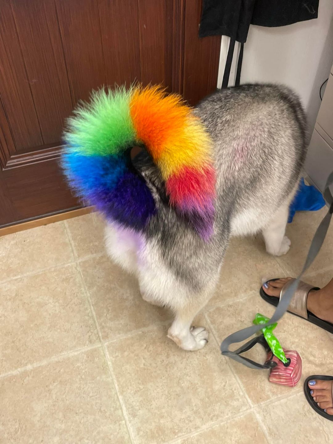 tinte seguro para mascotas peluquería canina creativa