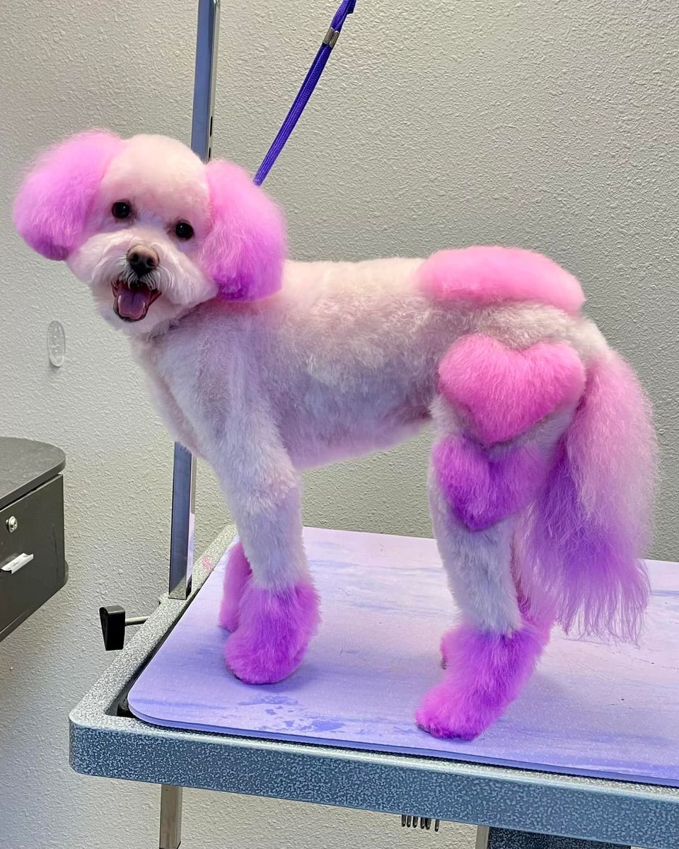 animal safe hair dye dog grooming