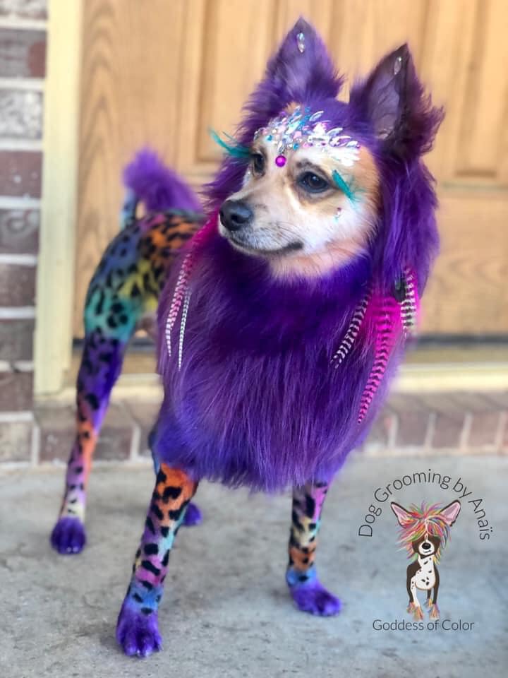 teinture capillaire sans danger pour les animaux toilettage pour chiens