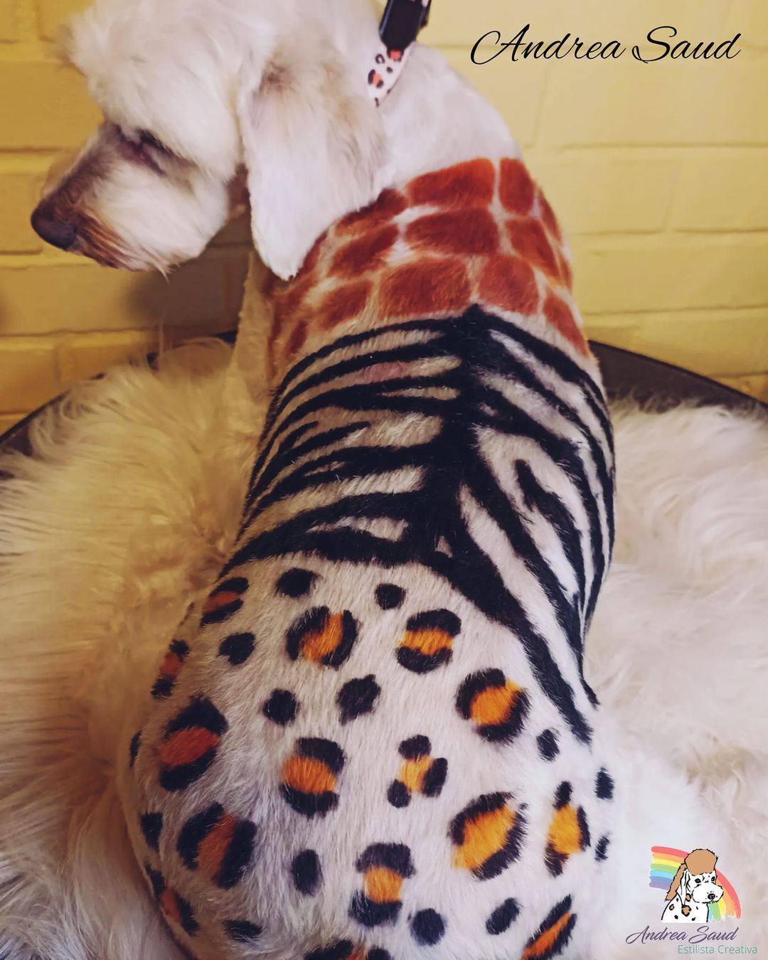 safe pet dye dog grooming contest