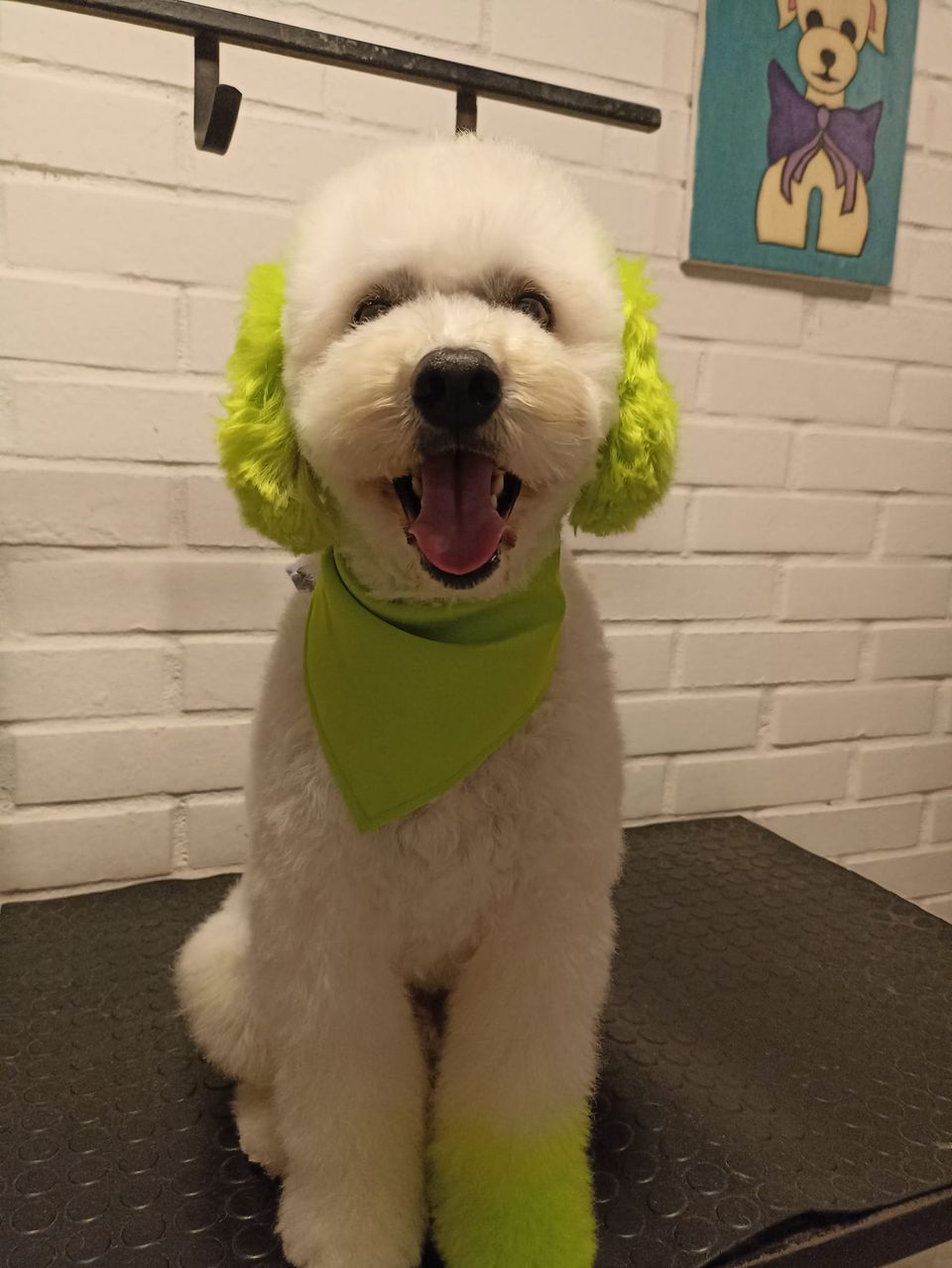 tinte para el cabello seguro para mascotas