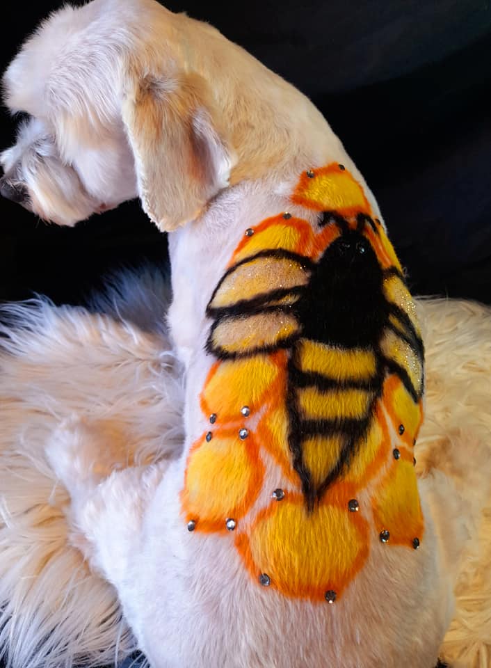 concours de toilettage créatif avec une teinture pour animaux de compagnie sûre pour un concours de toilettage créatif pour chiens