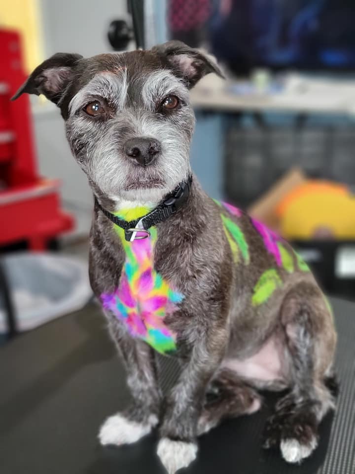 concours de toilettage créatif avec toilettage sécuritaire avec teinture pour animaux de compagnie