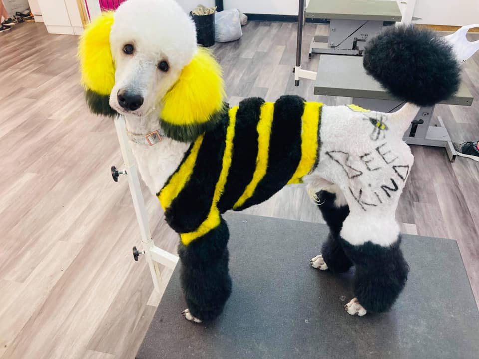 creative grooming contest safe dog dye creative pet grooming