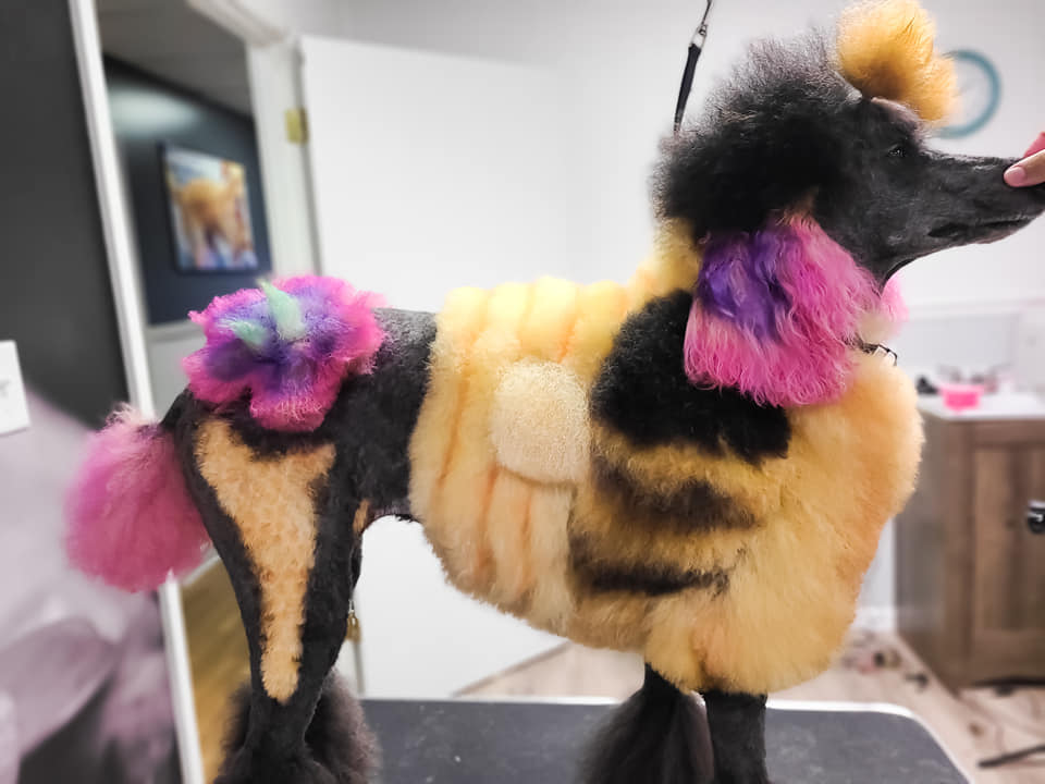 concours de toilettage créatif avec teinture capillaire sans danger pour les animaux et toilettage pour chiens