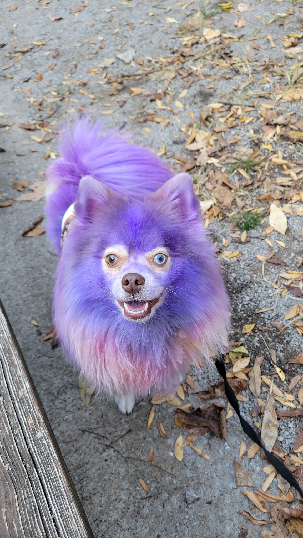 creative grooming contest