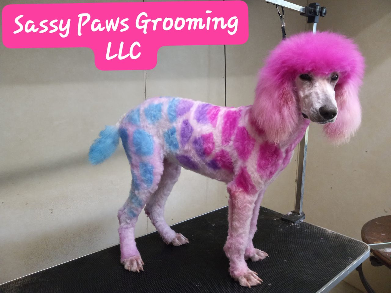 animal safe hair dye dog grooming